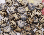 Quail Eggs