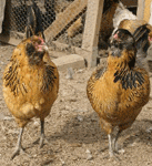 Araucana Chickens