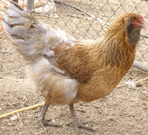 Araucana Chicken