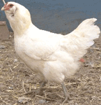 Araucana Chicken