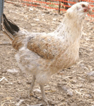 Araucana Chicken