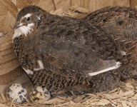 Chocolate Quail