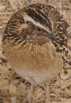 Golden Quail