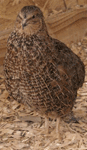 Brown Quail