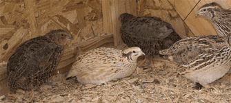Quails