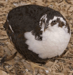 Tuxedo Quail