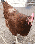 Rhode Island Red