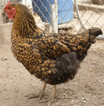 Golden Laced Wyandotte