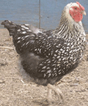 Silver Laced Wyandotte